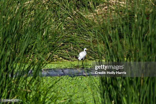 snowy egret wading in pond of duckweed - refúgio nacional de sweetwater imagens e fotografias de stock