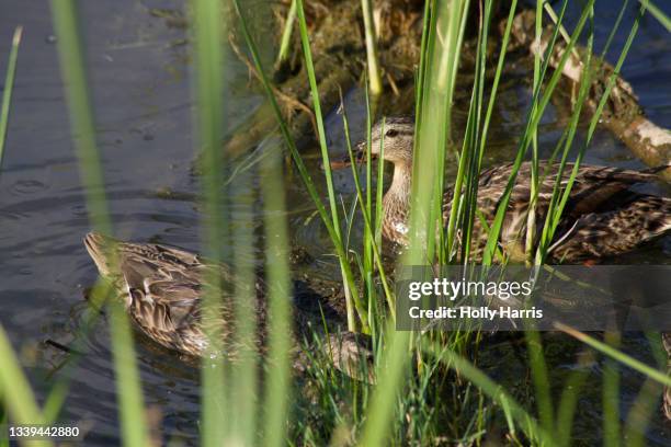 ducks swimming in pond - refúgio nacional de sweetwater imagens e fotografias de stock