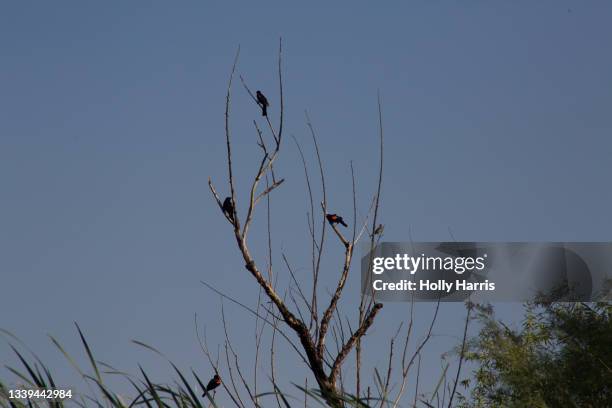 red-winged blackbirds sitting on branches - refúgio nacional de sweetwater imagens e fotografias de stock