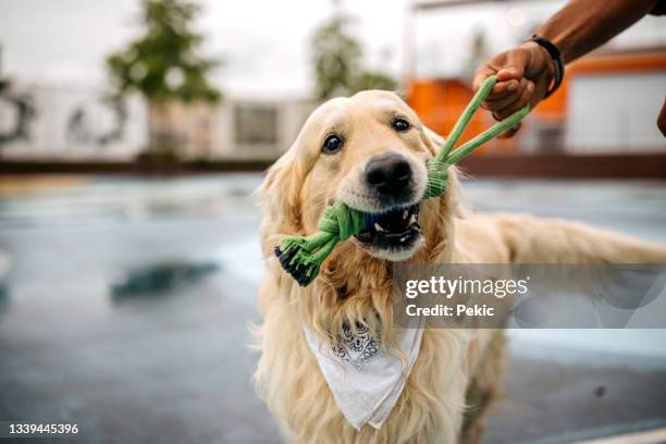 portrait of playful golden retriever with toy in mouth - dog's toy stockfoto's en -beelden