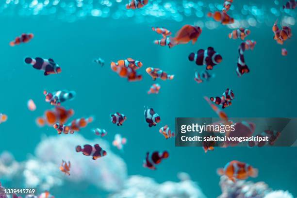 close-up of corals and fish's in andaman sea, thailand, asia - 鹹水魚 個照片及圖片檔