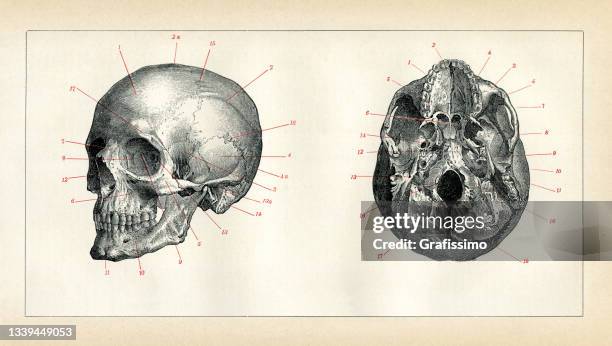 human skull infographic 1898 - skull lithograph stock illustrations