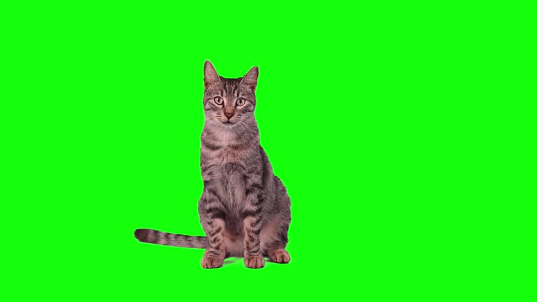 46,161 Green Background Videos and HD Footage - Getty Images 46,161 Green Background Videos and HD Footage - Getty Images