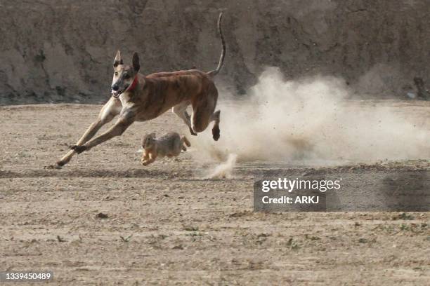 Greyhound Racing Mechanic Rabbit 51 Greyhound Rabbit Stock Photos, High-Res Pictures, and Images - Getty ...