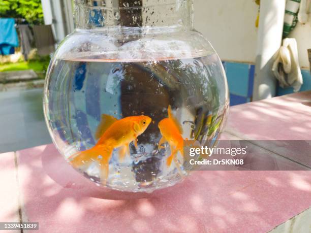 two goldfish (carassius auratus) swimming - carassius auratus auratus stock pictures, royalty-free photos & images