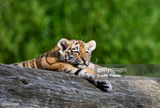 filhote de tigre - tiger cub - fotografias e filmes do acervo