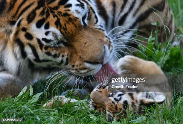 tigerjunges mit mutter - tiger cub stock-fotos und bilder