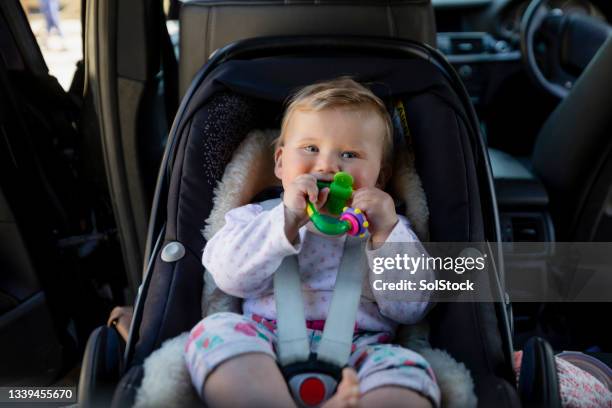 ready for a road trip - safety harness stock pictures, royalty-free photos & images