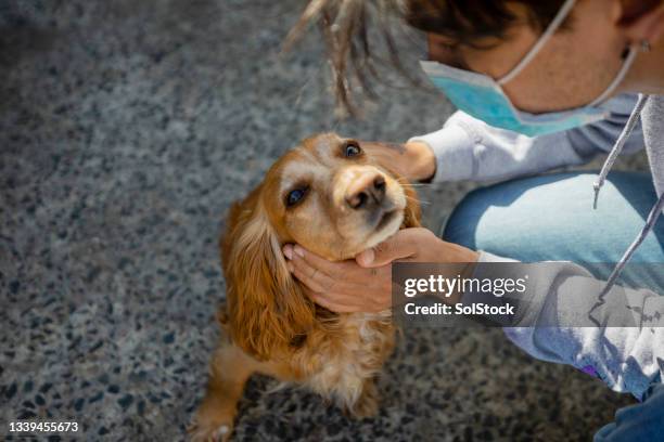 my favourite dog - dog mask stock pictures, royalty-free photos & images