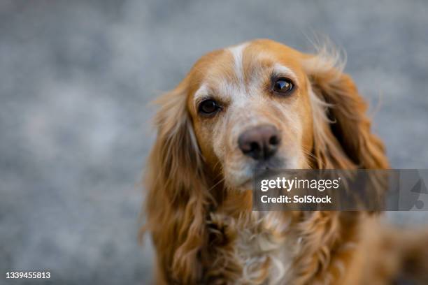 loyal and obedient - spaniel stock pictures, royalty-free photos & images