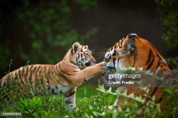 cachorro de tigre jugando con la madre - tigre siberiano fotografías e imágenes de stock
