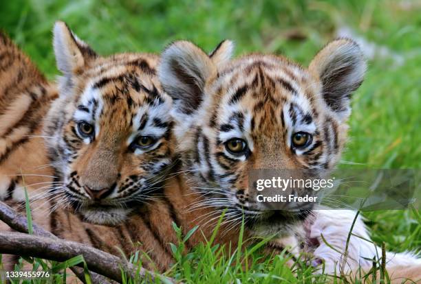 tigerjunge - tiger cub stock-fotos und bilder