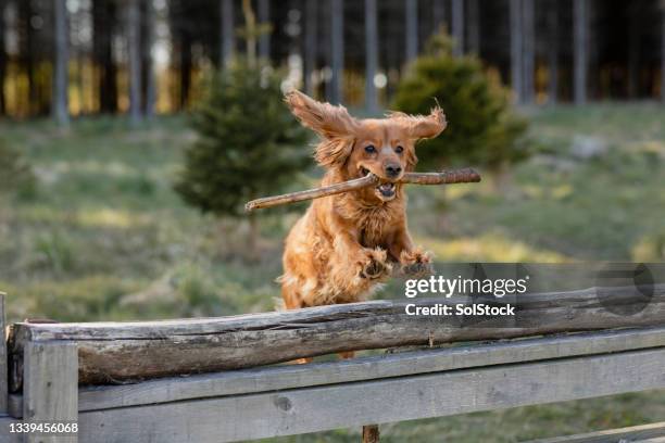 jumping for joy - cocker spaniel bildbanksfoton och bilder