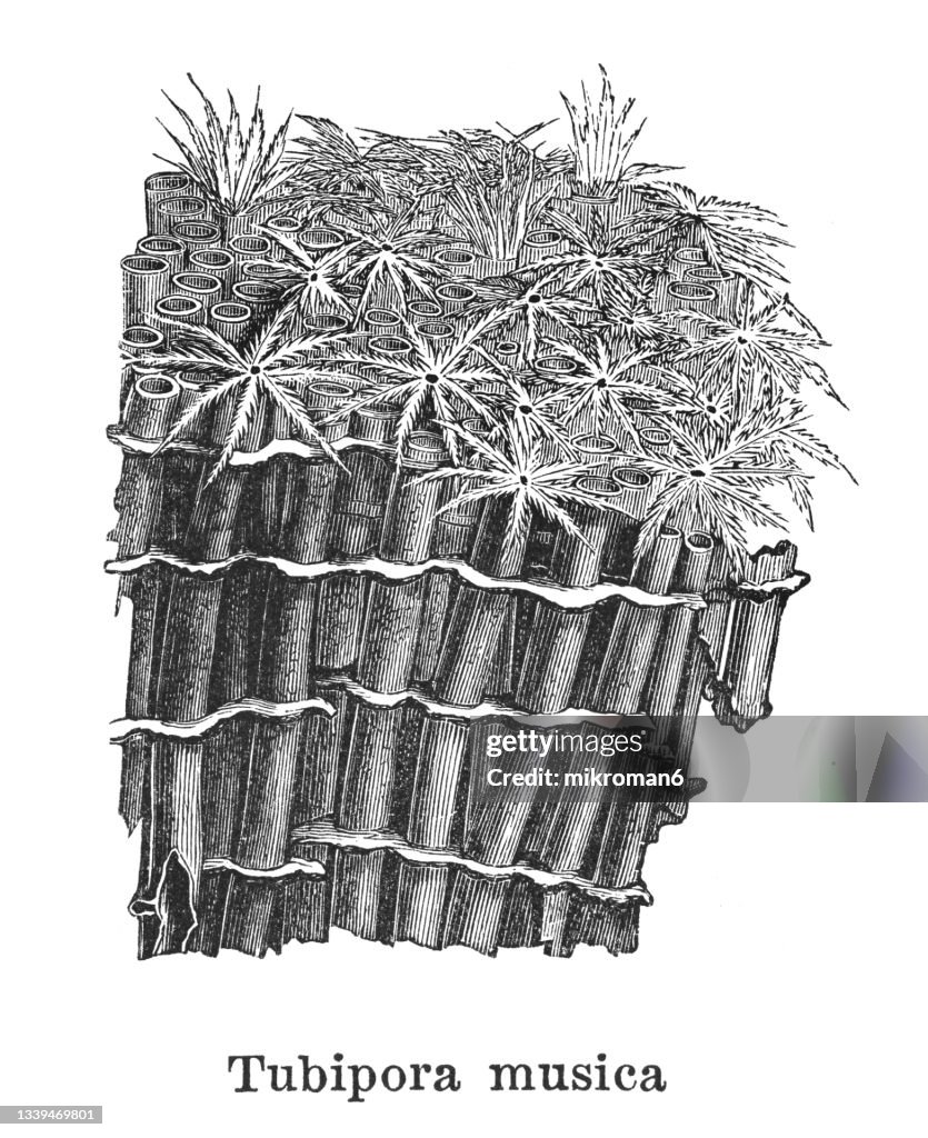 Old engraved illustration of tubipora musica, Organ pipe coral