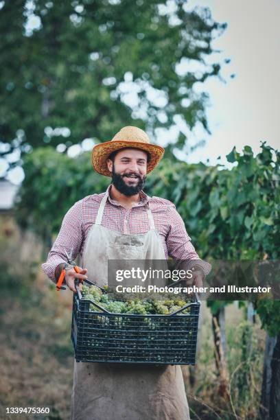 farmer with crate full of grapes - grape harvest stock pictures, royalty-free photos & images