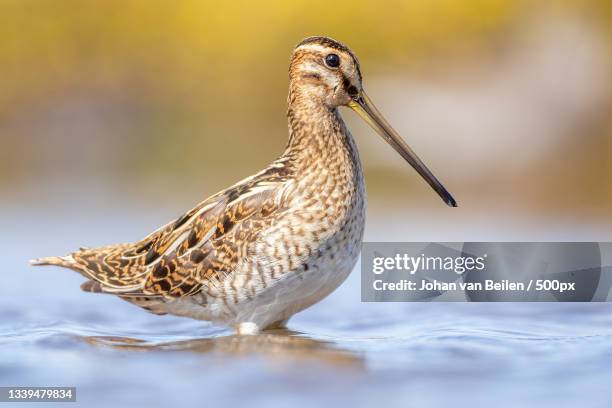 close-up of water greater yellowlegs perching on lake,termunten,netherlands - termunten stock pictures, royalty-free photos & images