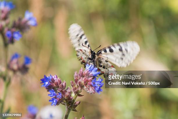 close-up of butterfly pollinating on purple flower,yambol,bulgaria - yambol stock pictures, royalty-free photos & images