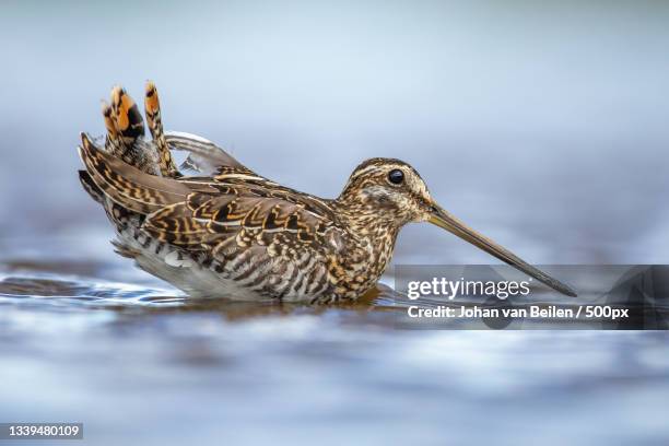 close-up of birds swimming in lake,termunten,netherlands - termunten stock pictures, royalty-free photos & images