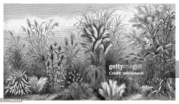 old engraved illustration of botany, grasses - wildflower drawing stock pictures, royalty-free photos & images