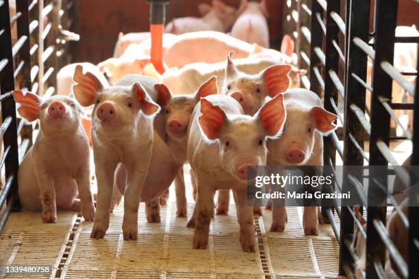 piglets - pergamino foto e immagini stock