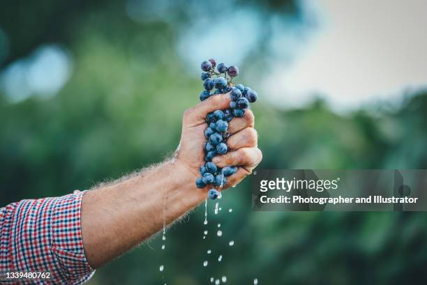 enólogo exprimiendo uvas de vino tinto con la mano - vendimia fotografías e imágenes de stock