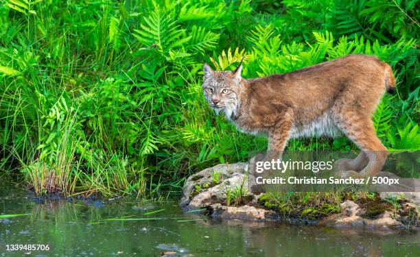 side view of rabbit standing by lake,united states,usa - lince ibérico imagens e fotografias de stock