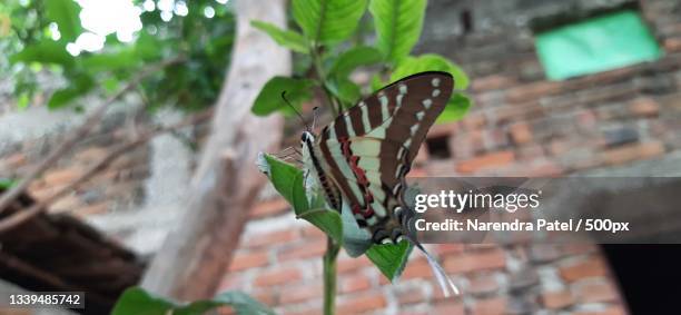 close-up of butterfly on leaf,damoh,madhya pradesh,india - damoh stock pictures, royalty-free photos & images