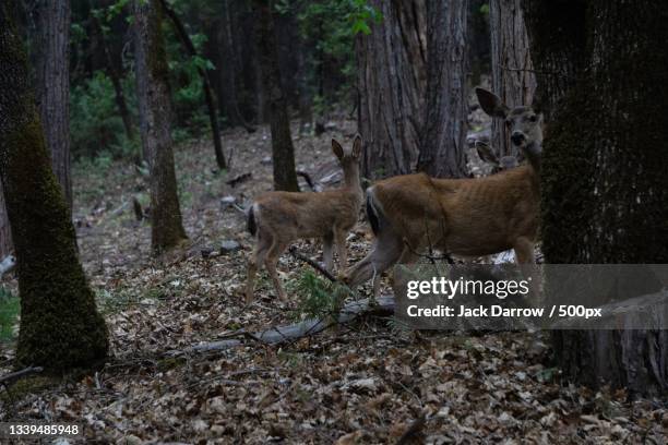 side view of roe deer standing in forest - jack roe stock pictures, royalty-free photos & images