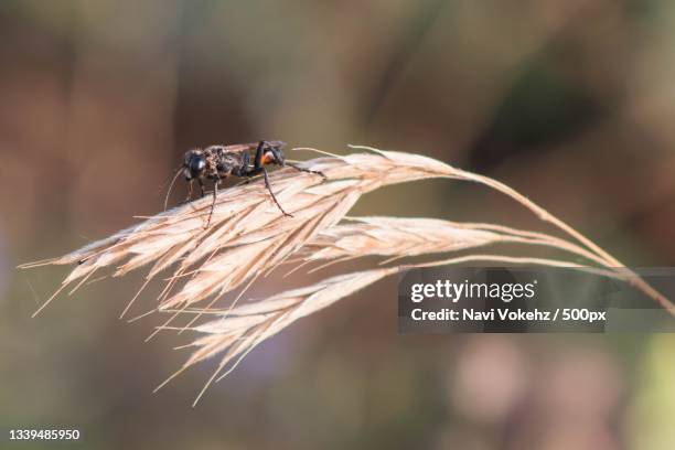 close-up of insect on plant,yambol,bulgaria - yambol stock pictures, royalty-free photos & images