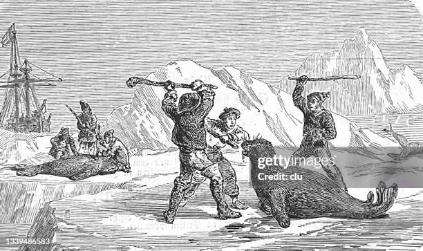 seal fishing in greenland - historical stock illustrations