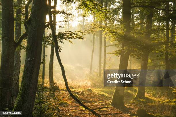 sunbeams in morning mist in a beech forest in autumn - beech tree stock pictures, royalty-free photos & images