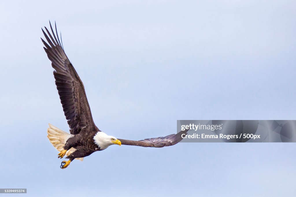 Low angle view of eagle of prey flying against clear sky,United States,USA