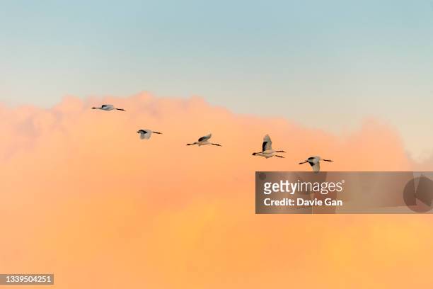 red-crowned crane in flight - bird photos et images de collection