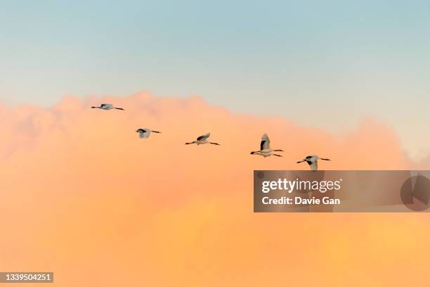 678 Japanese Crane Bird In Flight Stock Photos, High-Res Pictures