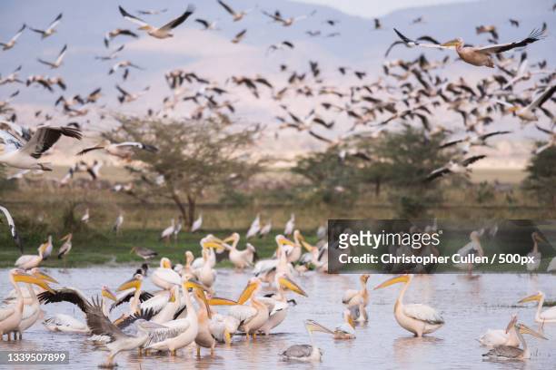 a flock of birds flying over the lake - arusha region stock pictures, royalty-free photos & images