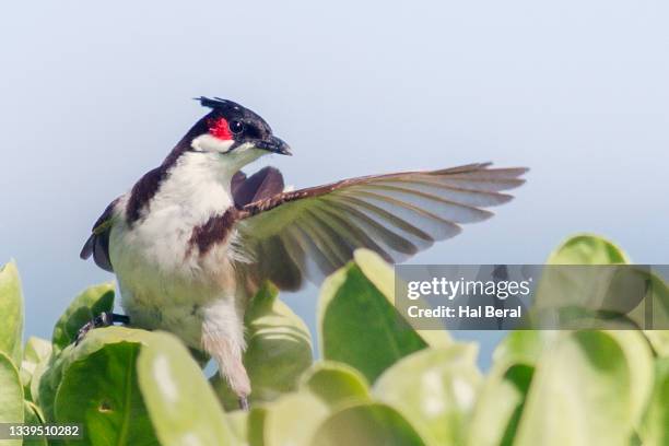red-whiskered bulbul taking off - bulbuls stock pictures, royalty-free photos & images