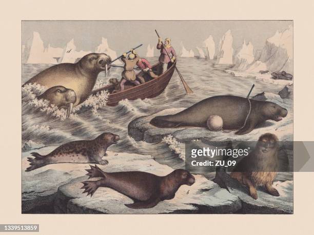 seals (pinnipedia) and sea-cows (sirenia), hand-colored chromolithograph, published in 1869 - sea lion stock illustrations