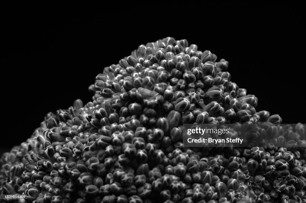 Broccoli Spear (black and white)