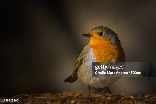 close-up of songtropical robin perching on rock - oiseau tropical stock-fotos und bilder