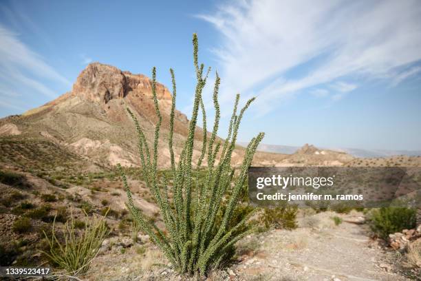 big bend national park - ocotillo in tuff canyon - v texas a m stockfoto's en -beelden