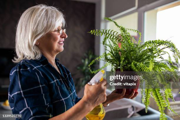taking care of her plants - fern stock pictures, royalty-free photos & images
