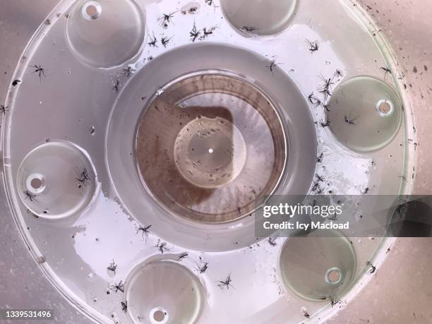 mosquito trap - aedes aegypti stock pictures, royalty-free photos & images