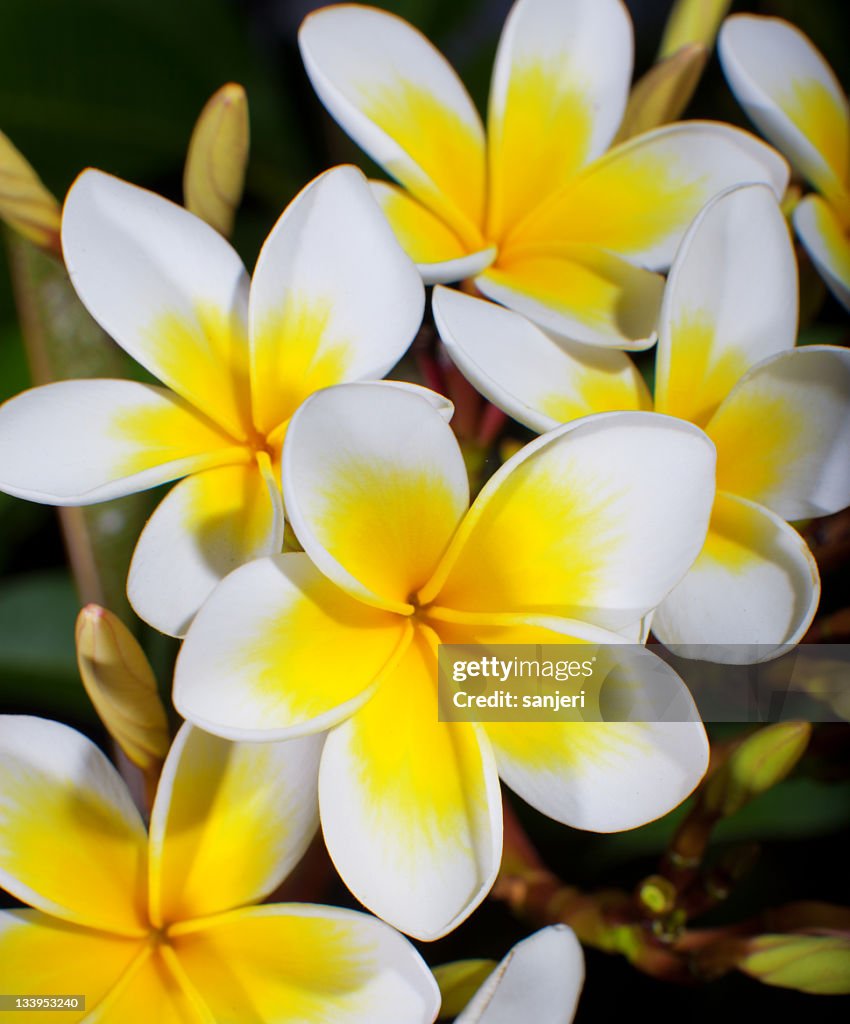 Plumeria Blüte
