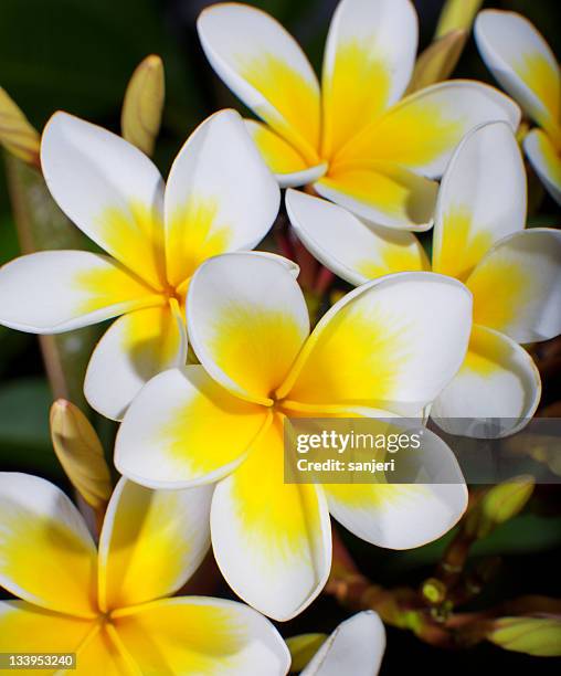 plumeria blüte - frangipane stock-fotos und bilder