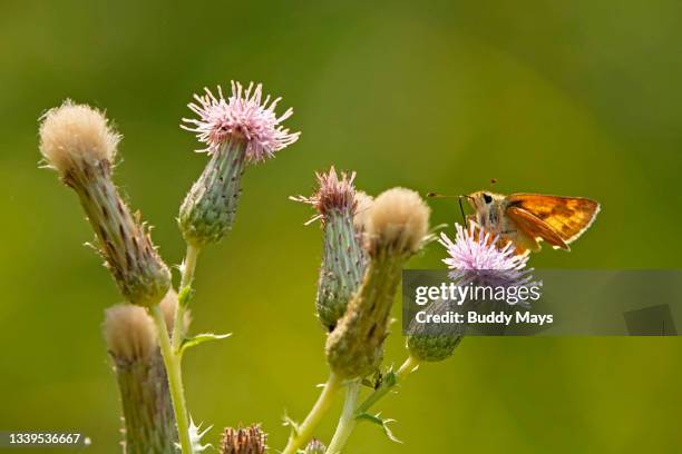 woodland skipper buitterfly - woodland skipper stock pictures, royalty-free photos & images