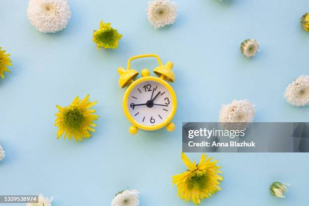 chrysantemum white and yellow autumn flowers over blue background. retro yellow alarm clock. - clocks go forward - fotografias e filmes do acervo