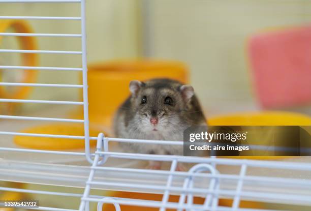 photography of hamster close-up inside a white cage indoors at a room, front view with selective focus - pet shop stock pictures, royalty-free photos & images