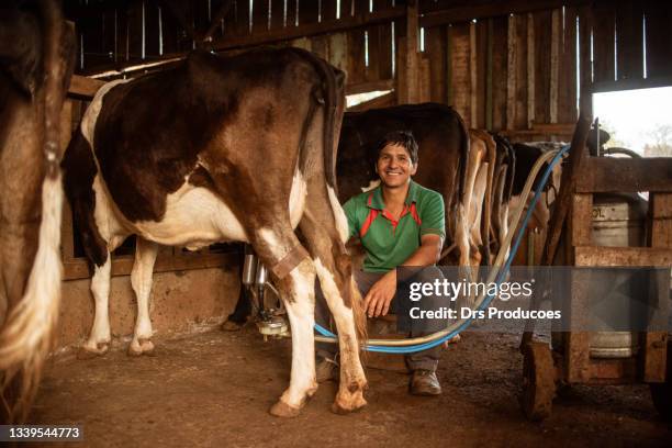 mann melkt eine kuh - milking farm stock-fotos und bilder