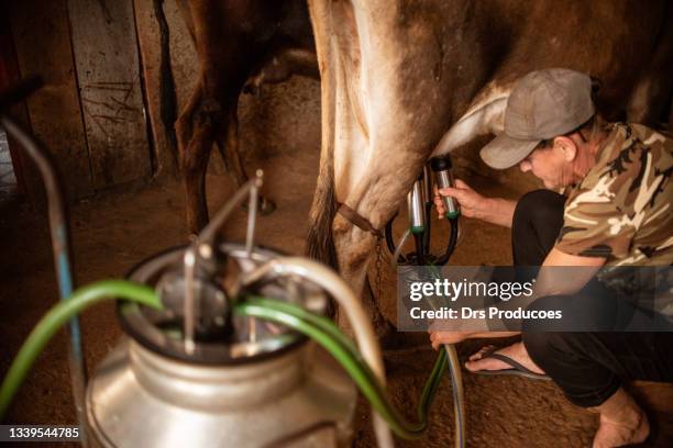 frau, die eine kuh melkt - man milking woman stock-fotos und bilder