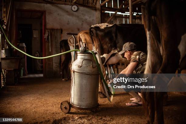 frau melkt eine kuh - milking farm stock-fotos und bilder